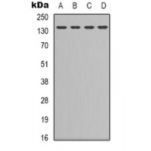 LifeSab™ CD209 Rabbit pAb (50 µl)