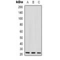 LifeSab™ GDF3 Rabbit pAb (50 µl)