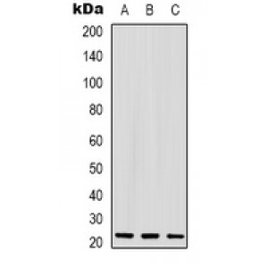 LifeSab™ GDF3 Rabbit pAb (50 µl)