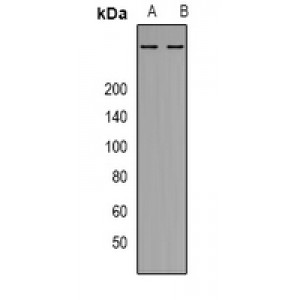 LifeSab™ VAV1 Rabbit pAb (50 µl)