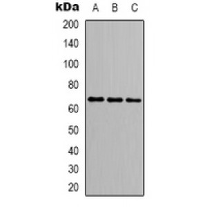 LifeSab™ IHH Rabbit pAb (50 µl)