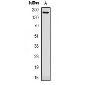 LifeSab™ EIF5A2 Rabbit pAb (50 µl)