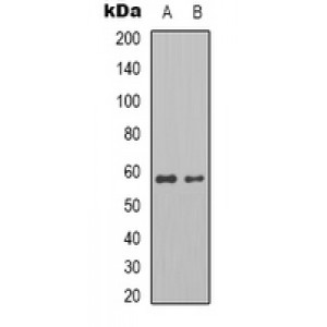 LifeSab™ CDC34 Rabbit pAb (50 µl)