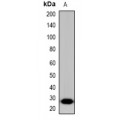 LifeSab™ Beclin-1 Rabbit pAb (50 µl)