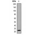 LifeSab™ AMBRA1 Rabbit pAb (50 µl)