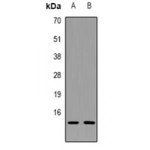 LifeSab™ LGALS3BP Rabbit pAb (50 µl)