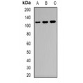 LifeSab™ CD33 Rabbit pAb (50 µl)