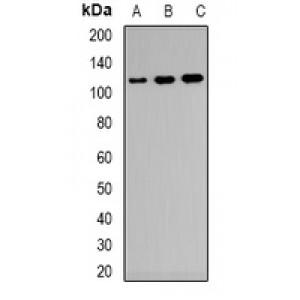 LifeSab™ CD33 Rabbit pAb (50 µl)