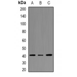 LifeSab™ CD35 Rabbit pAb (50 µl)