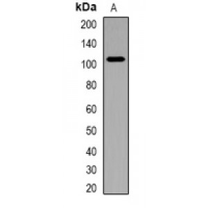 LifeSab™ CDX2 Rabbit pAb (50 µl)