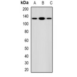 LifeSab™ NRG1 Rabbit pAb (50 µl)