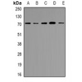 LifeSab™ RPA3 Rabbit pAb (50 µl)