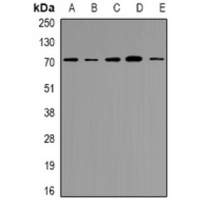 LifeSab™ RPA3 Rabbit pAb (50 µl)