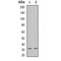 LifeSab™ Connexin 31 Rabbit pAb (50 µl)