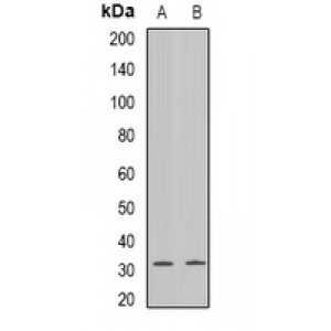 LifeSab™ Connexin 31 Rabbit pAb (50 µl)