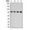 LifeSab™ Thrombospondin-5 Rabbit pAb (50 µl)