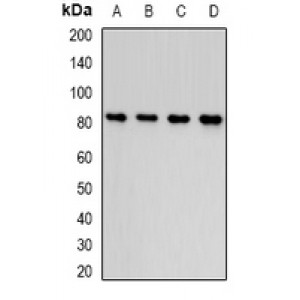 LifeSab™ Thrombospondin-5 Rabbit pAb (50 µl)