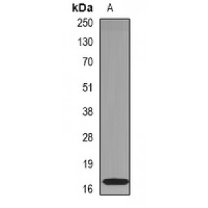 LifeSab™ RNase 1 Rabbit pAb (50 µl)