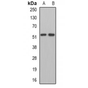 LifeSab™ MPP1 Rabbit pAb (50 µl)