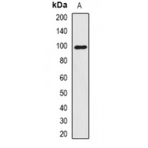 LifeSab™ Smoothelin Rabbit pAb (50 µl)