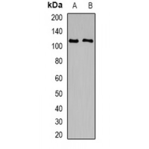 LifeSab™ TRPC4 Rabbit pAb (50 µl)