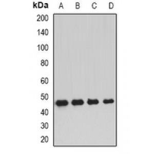 LifeSab™ DNAJA2 Rabbit pAb (50 µl)