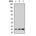 LifeSab™ BTNL2 Rabbit pAb (50 µl)