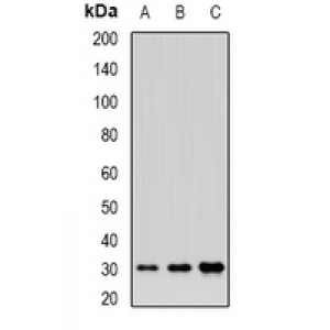 LifeSab™ BTNL2 Rabbit pAb (50 µl)