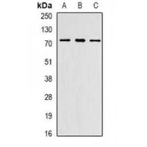 LifeSab™ PRDM6 Rabbit pAb (50 µl)