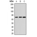 LifeSab™ ALPPL2 Rabbit pAb (50 µl)