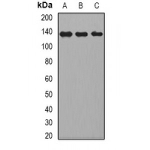 LifeSab™ CD22 Rabbit pAb (50 µl)