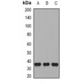 LifeSab™ CD244 Rabbit pAb (50 µl)