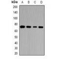 LifeSab™ T Cadherin Rabbit pAb (50 µl)