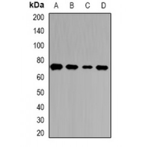 LifeSab™ T Cadherin Rabbit pAb (50 µl)