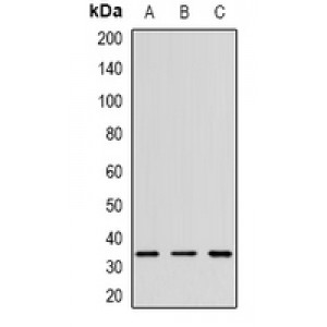 LifeSab™ CD152 Rabbit pAb (50 µl)