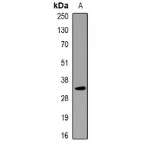 LifeSab™ KCNE1 Rabbit pAb (50 µl)