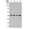 LifeSab™ NDEL1 Rabbit pAb (50 µl)