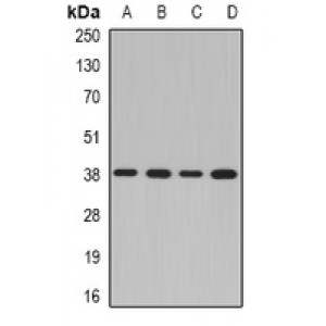 LifeSab™ NDEL1 Rabbit pAb (50 µl)