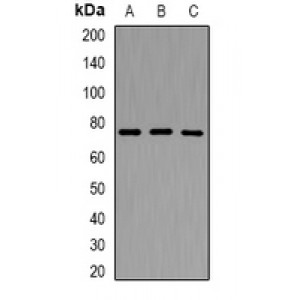 LifeSab™ P protein Rabbit pAb (50 µl)