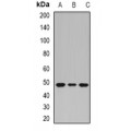 LifeSab™ PHF6 Rabbit pAb (50 µl)