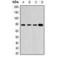 LifeSab™ GRP3 Rabbit pAb (50 µl)