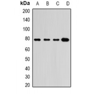 LifeSab™ GRP3 Rabbit pAb (50 µl)