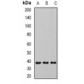 LifeSab™ SIRT4 Rabbit pAb (50 µl)