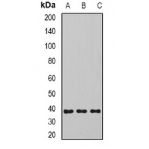 LifeSab™ SIRT4 Rabbit pAb (50 µl)