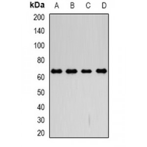 LifeSab™ CD98 Rabbit pAb (50 µl)