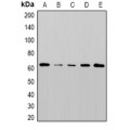 LifeSab™ NDR1 Rabbit pAb (50 µl)