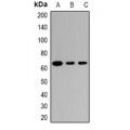 LifeSab™ TRIM23 Rabbit pAb (50 µl)