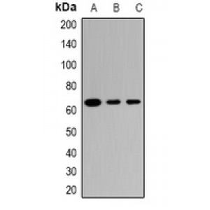 LifeSab™ TRIM23 Rabbit pAb (50 µl)