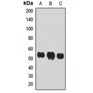 LifeSab™ IRF7 Rabbit pAb (50 µl)