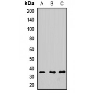 LifeSab™ FGF2 Rabbit pAb (50 µl)